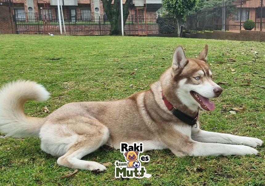 Mutt testimonial-Raki-Luna-Paris-05