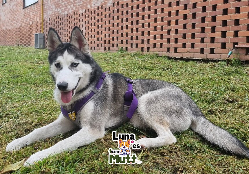 Mutt testimonial-Raki-Luna-Paris-06