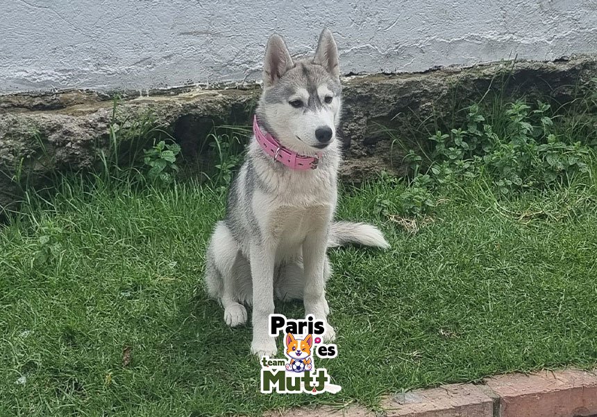 Mutt testimonial-Raki-Luna-Paris-07