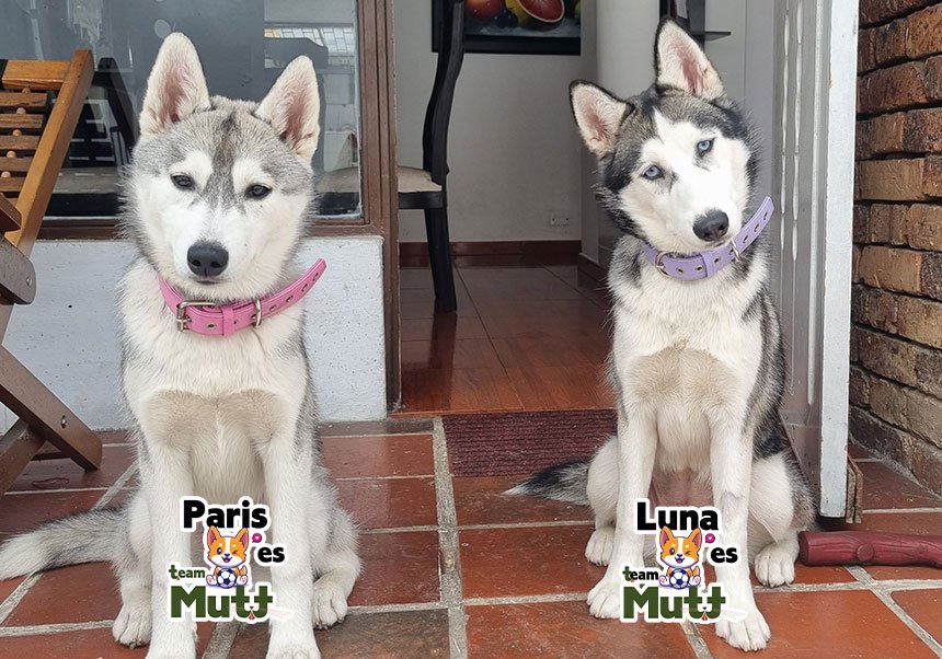 Mutt testimonial-Raki-Luna-Paris-08