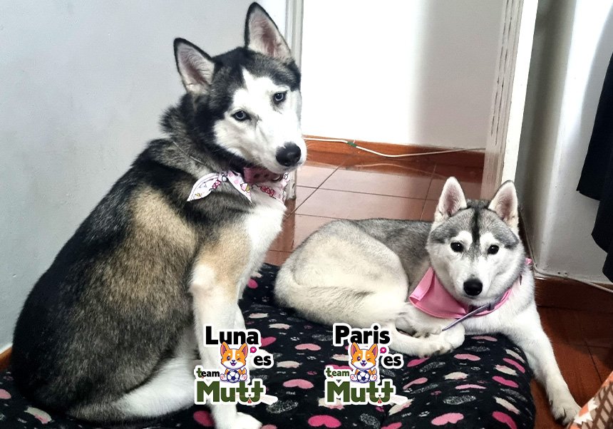 Mutt testimonial-Raki-Luna-Paris-09