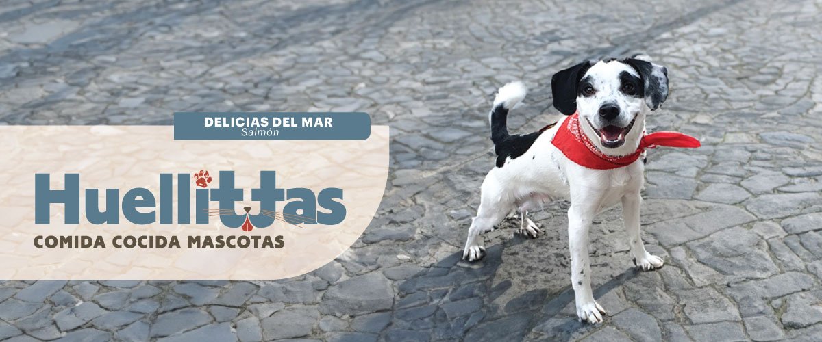 Mutt Delicias del Mar