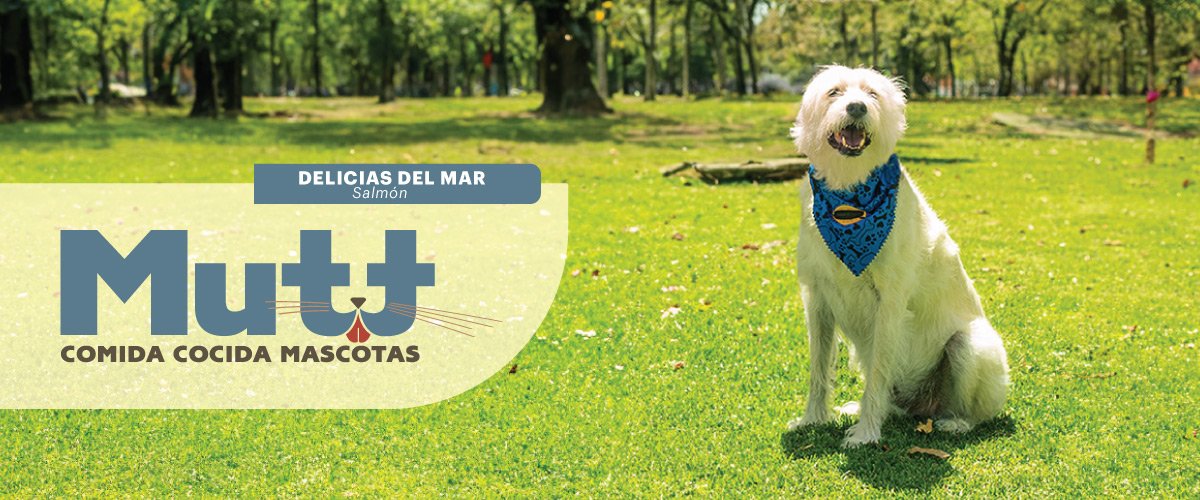 Mutt Delicias del Mar